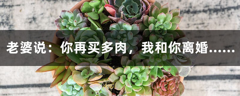 老婆说:你再买多肉,我和你离婚…… 老婆说:你再买多肉,我和你离婚……