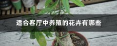 客厅里别养绿萝、发财树了！养这3种花多好，开花长满枝，喜庆！