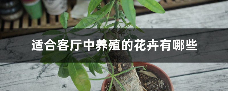客厅里别养绿萝、发财树了!养这3种花多好,开花长满枝,喜庆! 客厅里别养绿萝、发财树了!养这3种花多好,开花长满枝,喜庆!
