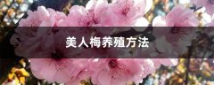 美人梅养殖方法，生长速度和生态价值