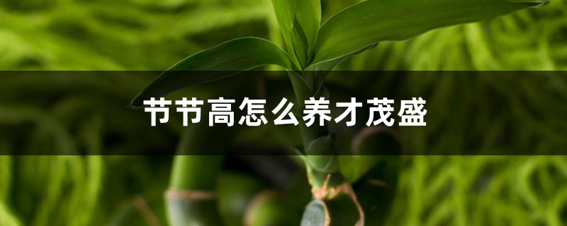 节节高怎么养才茂盛,和富贵竹一样吗 节节高怎么养才茂盛,和富贵竹一样吗