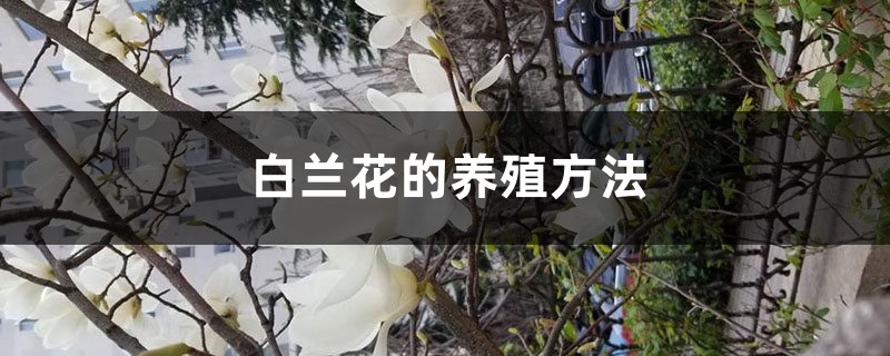 “白兰花”怎么养?10个常见问题,一学就会! “白兰花”怎么养?10个常见问题,一学就会!
