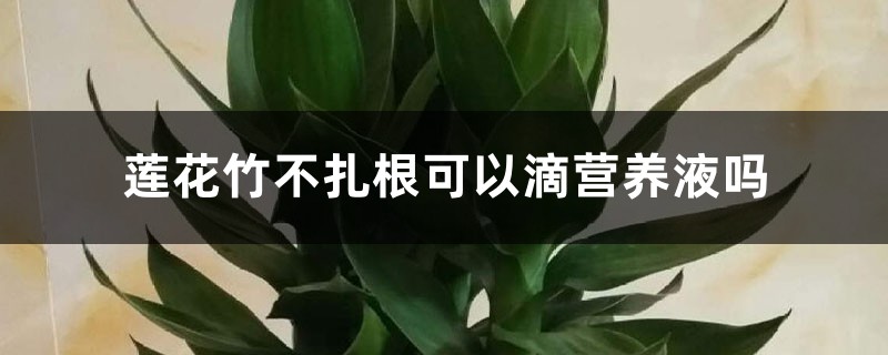 莲花竹不扎根可以滴营养液吗，能放铁钉吗