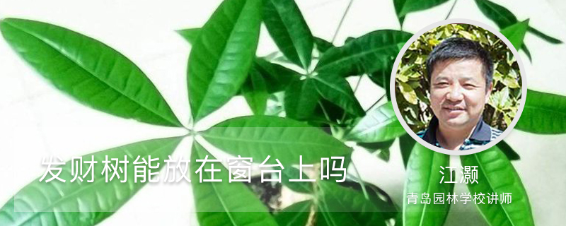 发财树能放在窗台上吗,养在哪里长得好 发财树能放在窗台上吗,养在哪里长得好