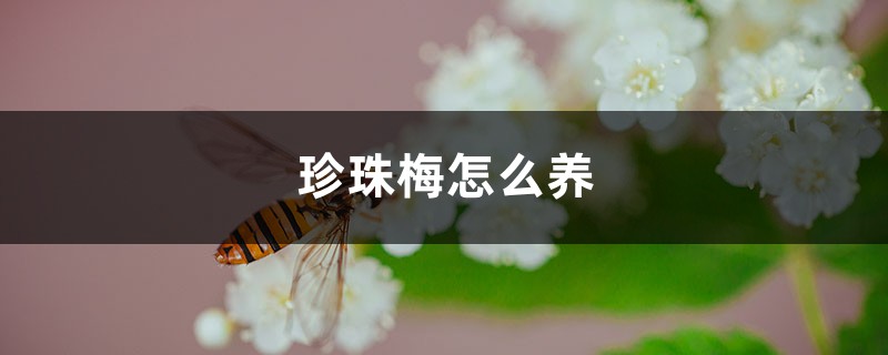 珍珠梅怎么养 珍珠梅怎么养