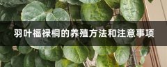 羽叶福禄桐的养殖方法和注意事项