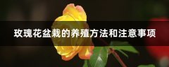 玫瑰花盆栽的养殖方法和注意事项