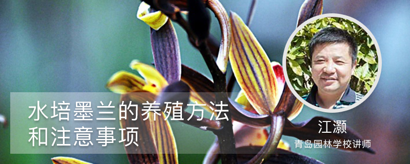 水培墨兰的养殖方法和注意事项 水培墨兰的养殖方法和注意事项