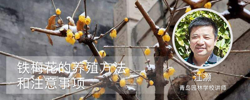 铁梅花的养殖方法和注意事项 铁梅花的养殖方法和注意事项
