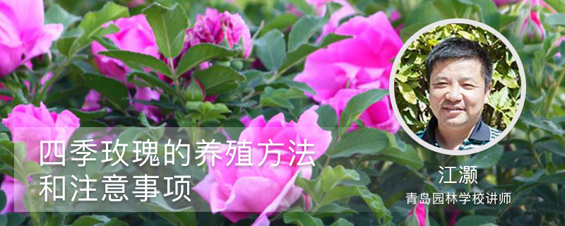 四季玫瑰的养殖方法和注意事项 四季玫瑰的养殖方法和注意事项