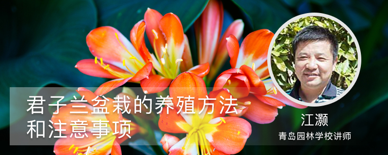 君子兰盆栽的养殖方法和注意事项 君子兰盆栽的养殖方法和注意事项
