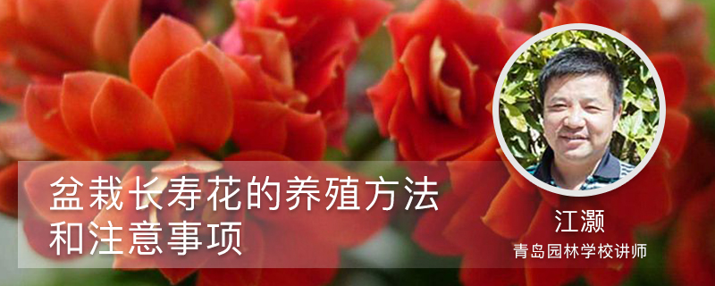 盆栽长寿花的养殖方法和注意事项 盆栽长寿花的养殖方法和注意事项