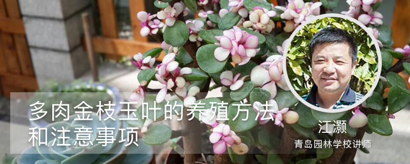 金枝玉叶花的养殖方法和注意事项 金枝玉叶花的养殖方法和注意事项