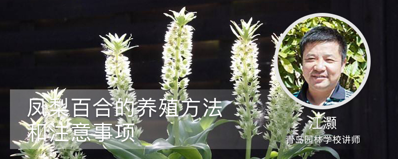 凤梨百合的养殖方法和注意事项 凤梨百合的养殖方法和注意事项