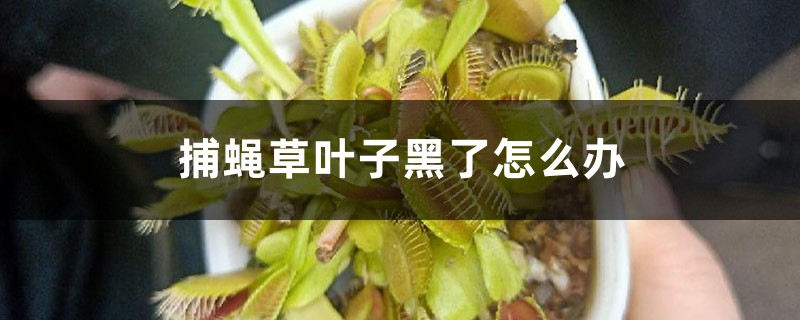 捕蝇草叶子黑了、夹子黑了怎么办 捕蝇草叶子黑了、夹子黑了怎么办