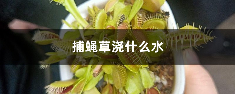 捕蝇草浇什么水,多久浇一次水 捕蝇草浇什么水,多久浇一次水
