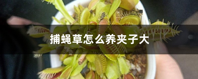 捕蝇草怎么养夹子大,夹子变黑怎么办 捕蝇草怎么养夹子大,夹子变黑怎么办
