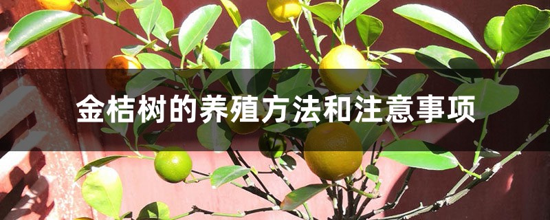 金桔树的养殖方法和注意事项 金桔树的养殖方法和注意事项
