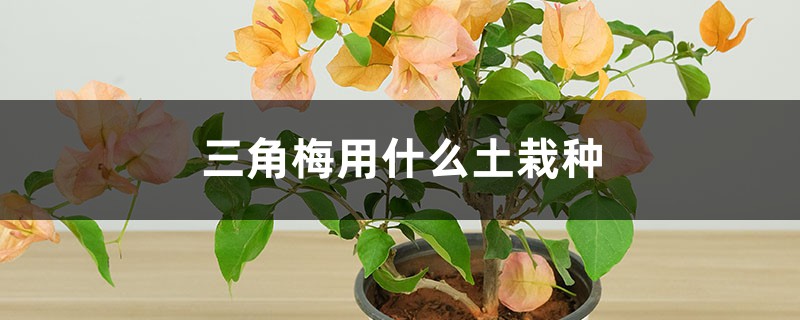 三角梅用什么土栽种 三角梅用什么土栽种