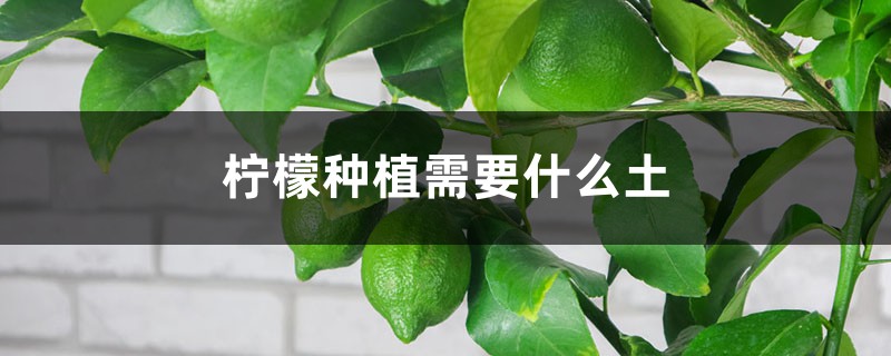 柠檬种植需要什么土 柠檬种植需要什么土