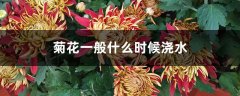 菊花一般什么时候浇水