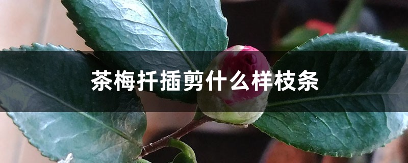 茶梅扦插剪什么样枝条 茶梅扦插剪什么样枝条
