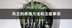 吊兰的养殖方法和注意事项