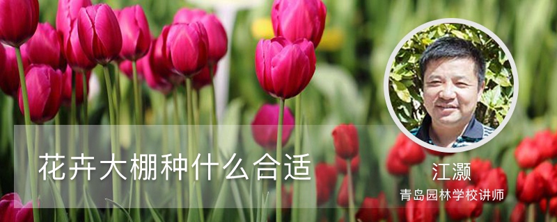 花卉大棚种什么合适 花卉大棚种什么合适