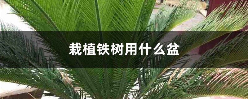 栽植铁树用什么盆 栽植铁树用什么盆