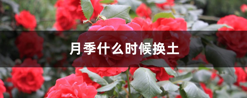 月季什么时候换土 月季什么时候换土