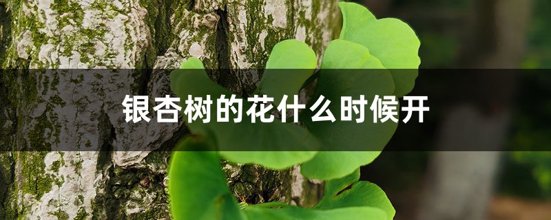 银杏树的花什么时候开 银杏树的花什么时候开