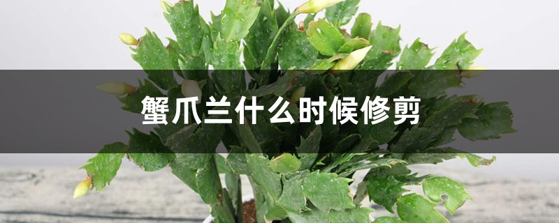 蟹爪兰什么时候修剪 蟹爪兰什么时候修剪