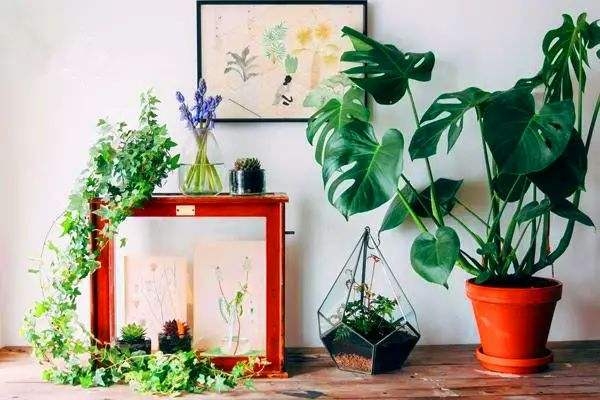 春节养“3种”转运树在家里,喜气洋洋能旺运,叶片绿汪汪! 春节养“3种”转运树在家里,喜气洋洋能旺运,叶片绿汪汪!