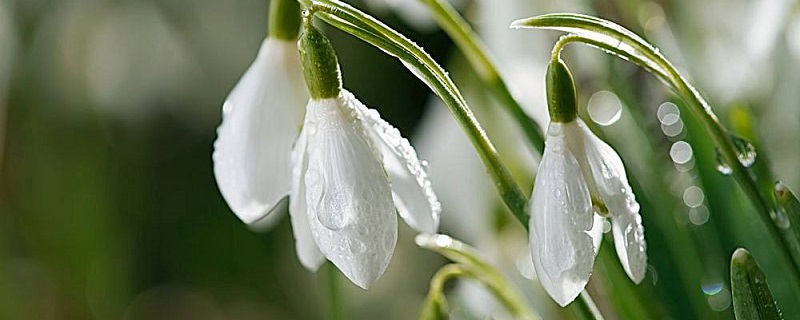 雪滴花的养殖方法和注意事项 雪滴花的养殖方法和注意事项
