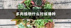 多肉植物什么时候播种