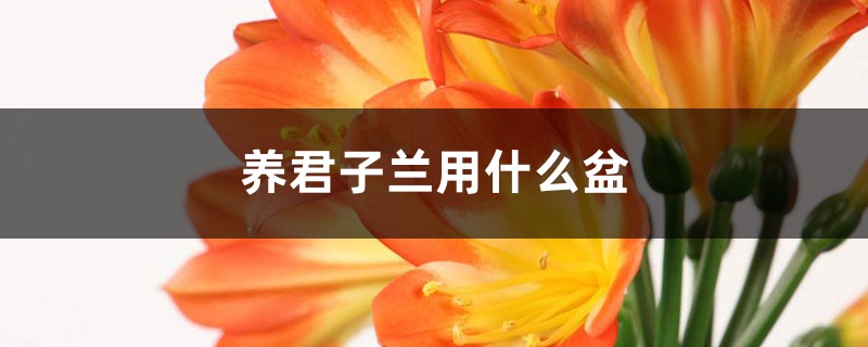 养君子兰用什么盆 养君子兰用什么盆