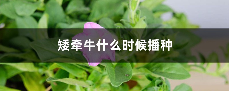 矮牵牛什么时候播种 矮牵牛什么时候播种