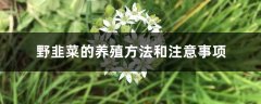 野韭菜的养殖方法和注意事项