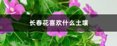 长春花喜欢什么土壤