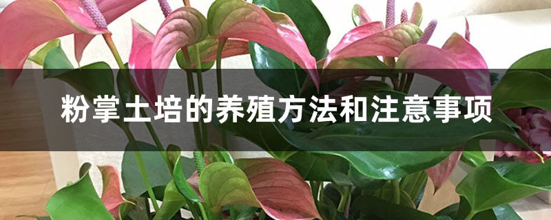 粉掌土培的养殖方法和注意事项 粉掌土培的养殖方法和注意事项