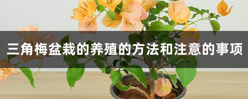 三角梅盆栽的养殖的方法和注意的事项 三角梅盆栽的养殖的方法和注意的事项