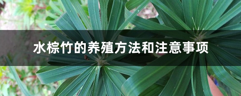 水棕竹的养殖方法和注意事项 水棕竹的养殖方法和注意事项