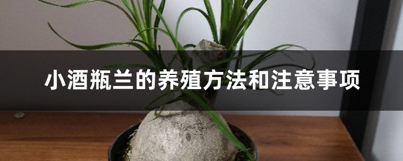 小酒瓶兰的养殖方法和注意事项