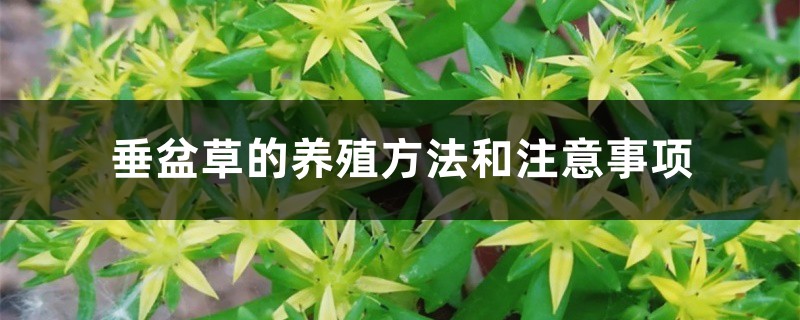 垂盆草的养殖方法和注意事项