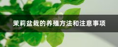 茉莉盆栽的养殖方法和注意事项