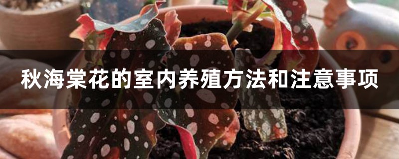 秋海棠花的室内养殖方法和注意事项 秋海棠花的室内养殖方法和注意事项