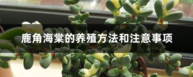 鹿角海棠的养殖方法和注意事项 鹿角海棠的养殖方法和注意事项