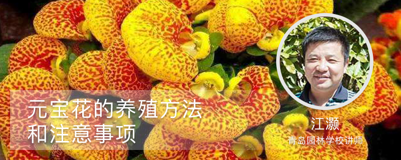 元宝花的养殖方法和注意事项 元宝花的养殖方法和注意事项