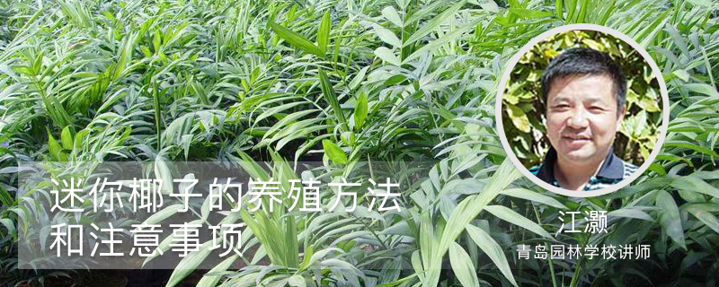 迷你椰子的养殖方法和注意事项 迷你椰子的养殖方法和注意事项