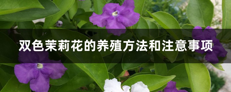 双色茉莉花的养殖方法和注意事项